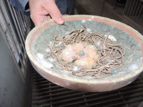 2017-2018.11.Duivenmelken